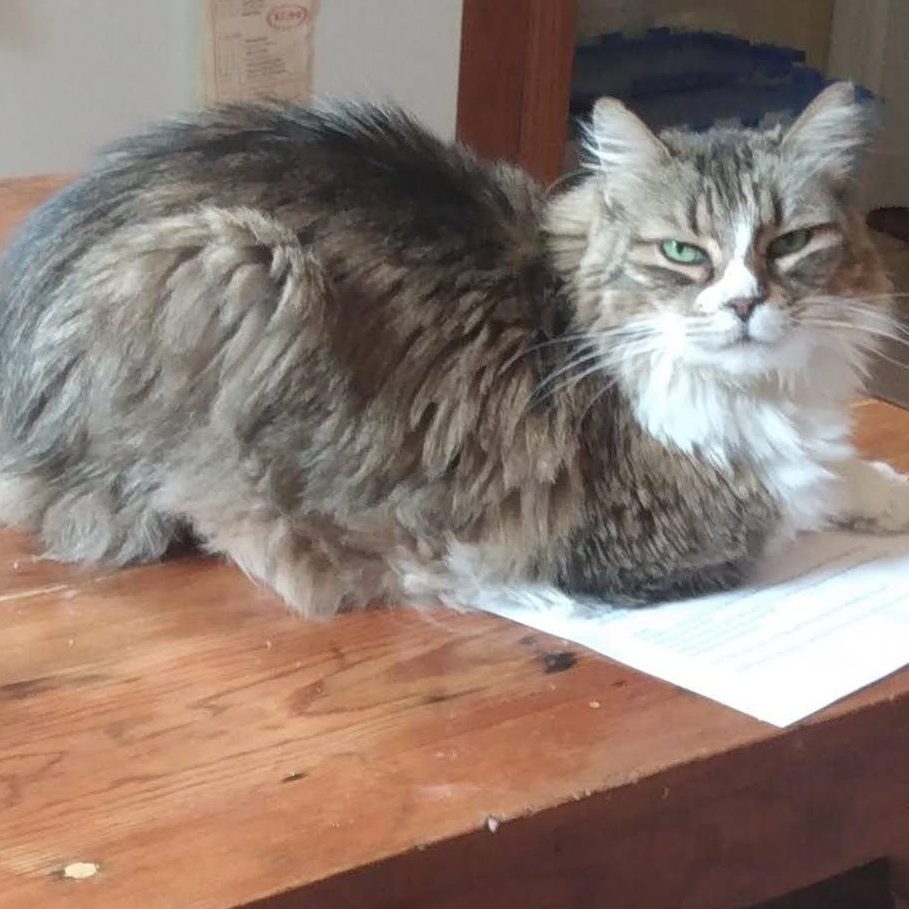 Maisie, who has daily insulin injections